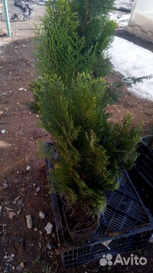 Саженцы плодово-ягодных и декоративных растений