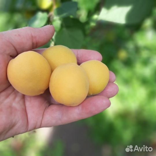 Саженцы абрикоса сортового