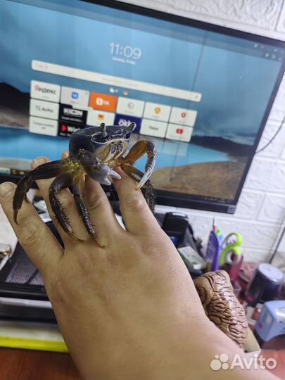 Радужный крабик