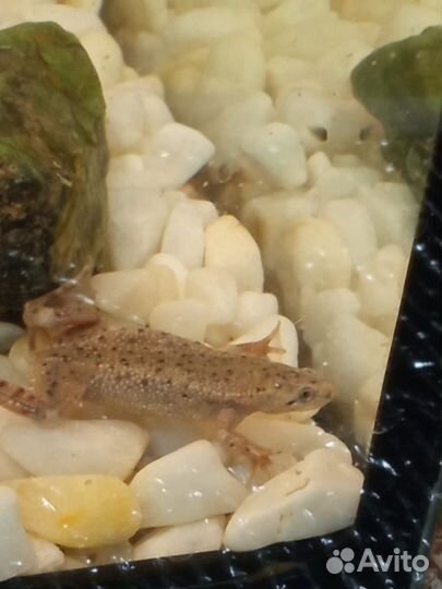 Карликовая лягушка