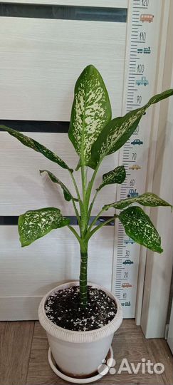 Диффенбахия, спатифиллум