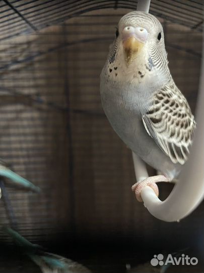 Волнистые попугаи