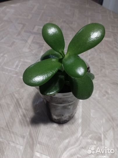 Денежное дерево (толстянка крассула)