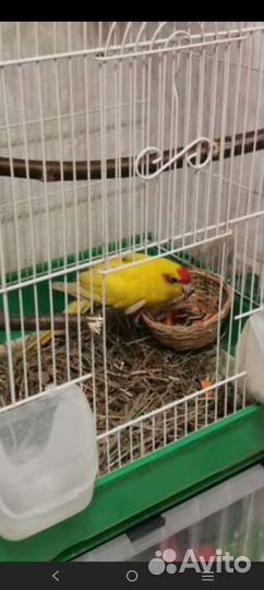 Попугай какарик