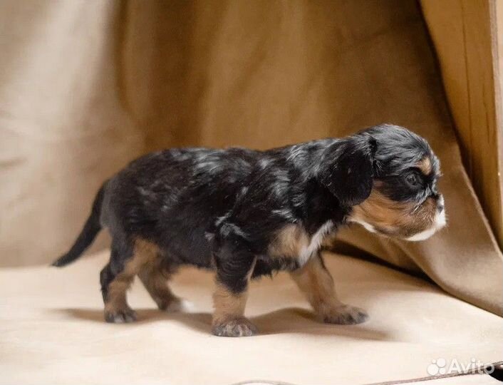 Щенки Кавалер Кинг Чарльз Спаниель. Бронирование