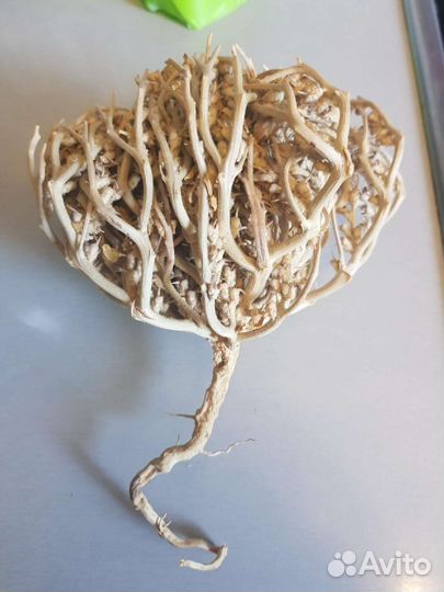 Иерихонская роза