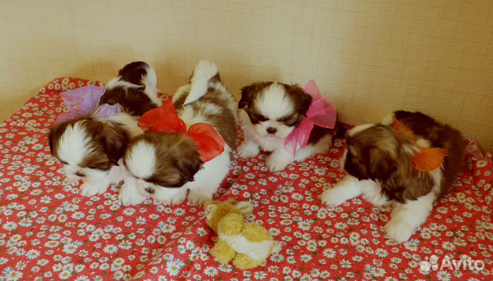 Шикарные щенки шит-цу