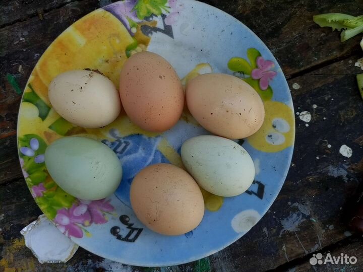 Куры несушки