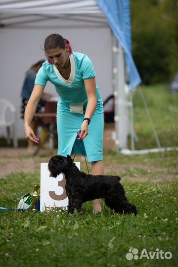 Профессиональный хендлер в СПб