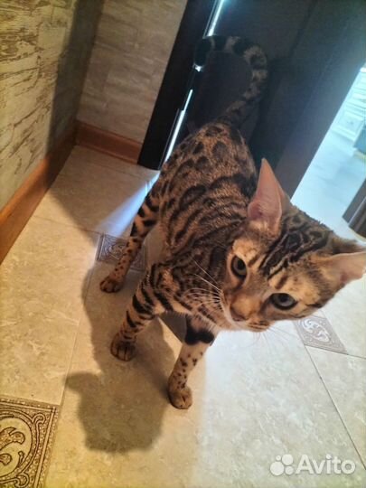 Бенгальская кошка