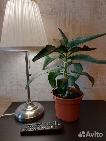 Каланхоэ дегремона лечебный