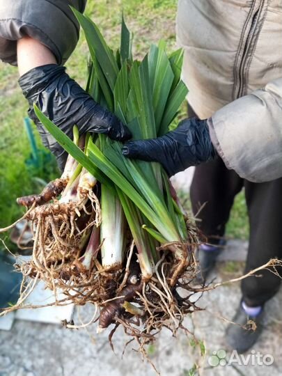 Ирисы карликовые