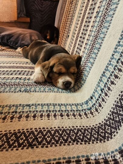 Щенки бигль девочка