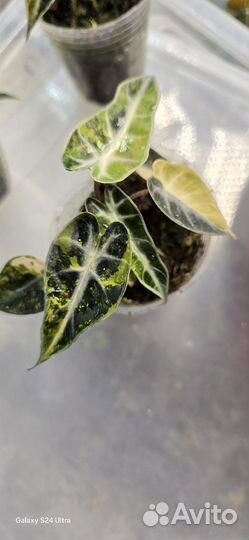 Алоказия бамбино аурея вариегатная