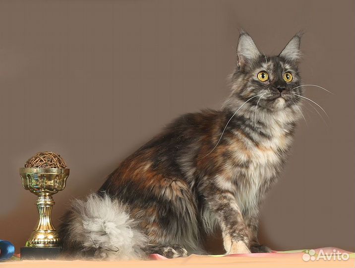 Повязанные кошки мейн-кун