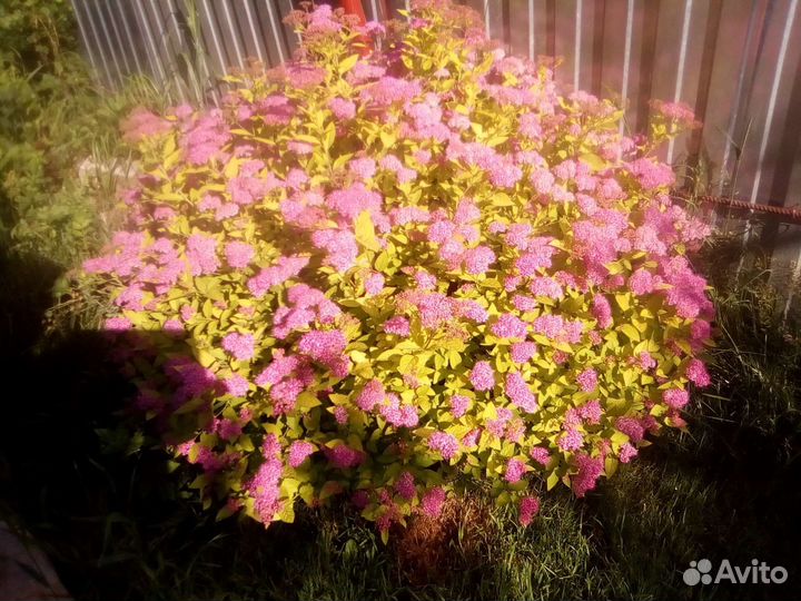 Декоративные, цветочные, ягодники