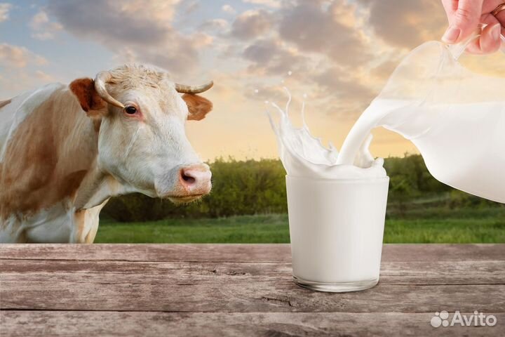 Разнорабочий с проживанием на молочную ферму