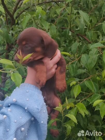 Собаки щенки таксы