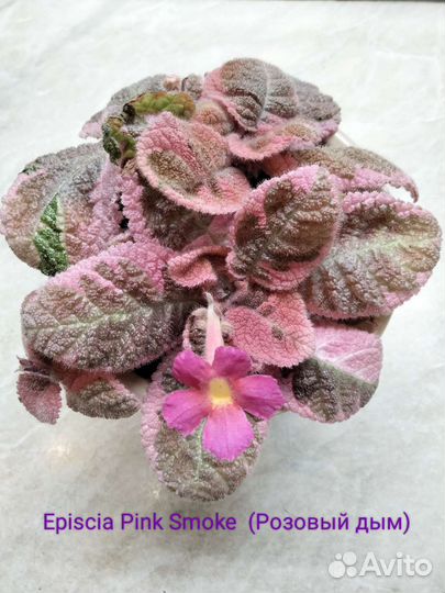 Акварельные Эписции и сортовые