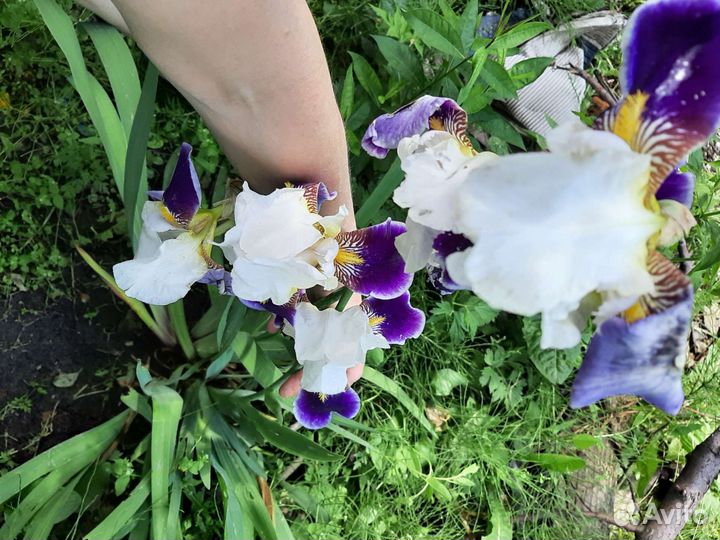 Многолетники садовые