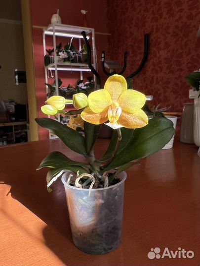Орхидея фаленопсис