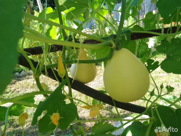 Тыква декоративная вьщаяся Груша