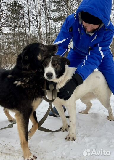 Собака три О