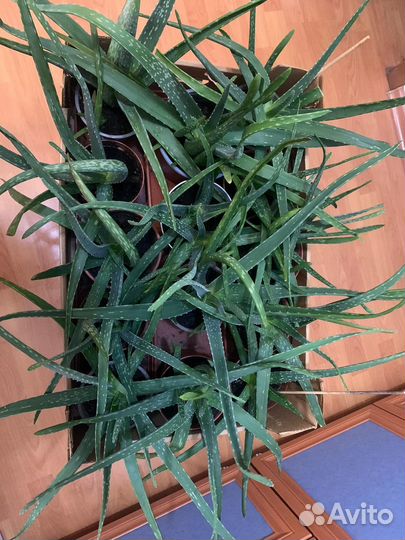 Отростки гигантского алоэ (2 года)