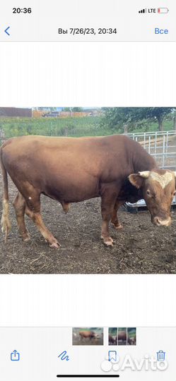Продаются бычки