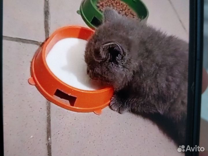 Шотландская кошка