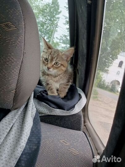 Кошка в дар бесплатно