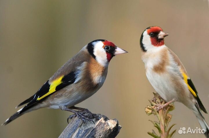Певчие лесные птицы