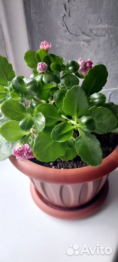 Каланхоэ цветущий