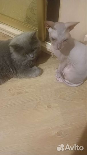 Передержка для кошек