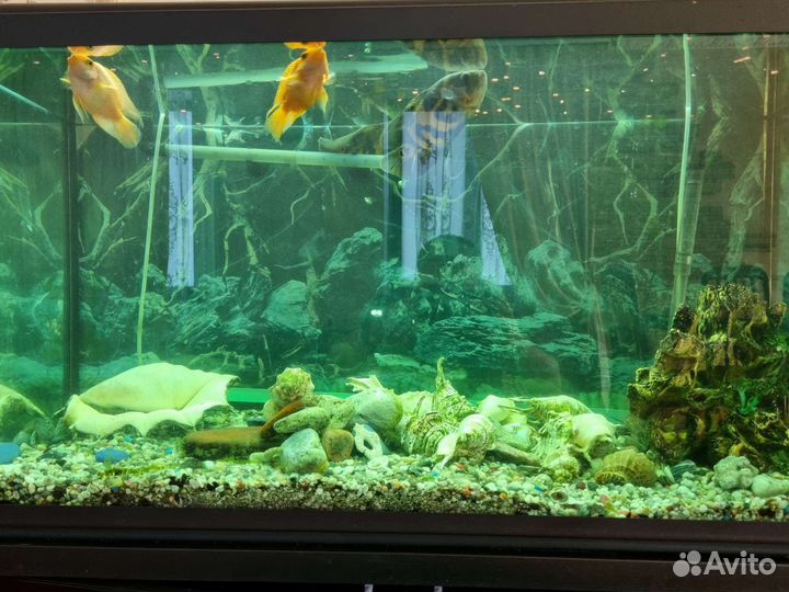Аквариум на 200 литров