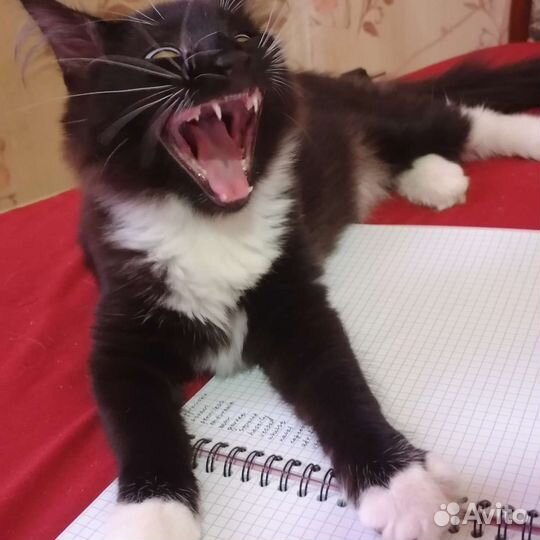 Котенок в добрые руки