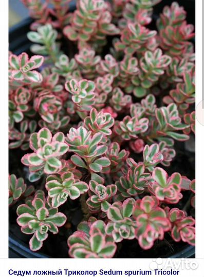 Очиток испанский.Почвопокровники