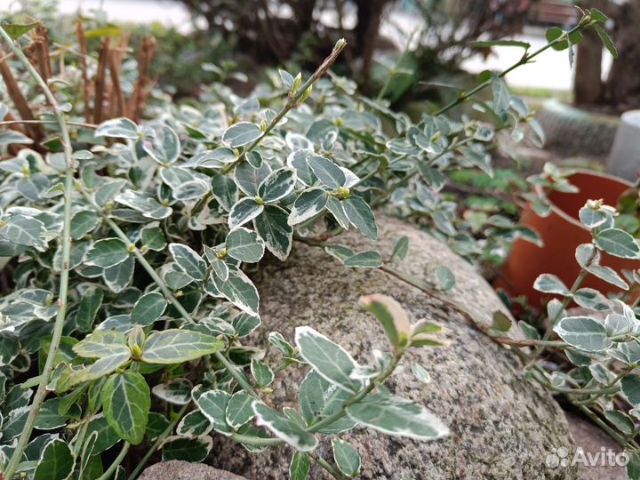 Бересклет форчуна арлекин (ползучий)