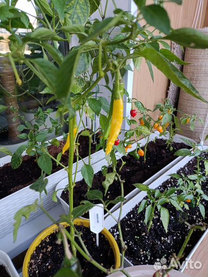 Семена острого перца