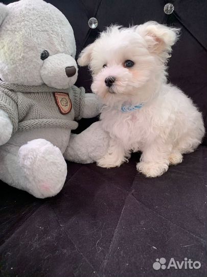 Щенок мальтезе