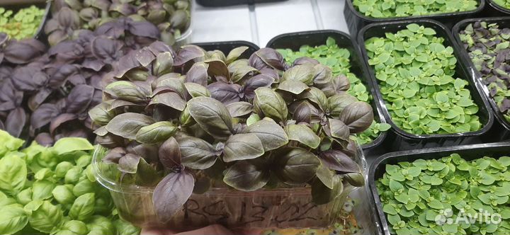 Продажа свежей зелени