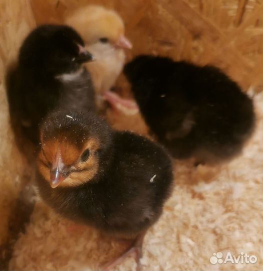 Цыплята суточные