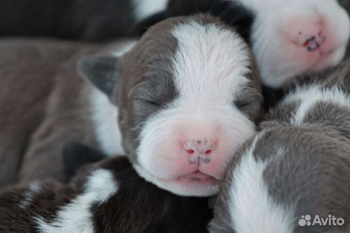 Щенки Амстаффа