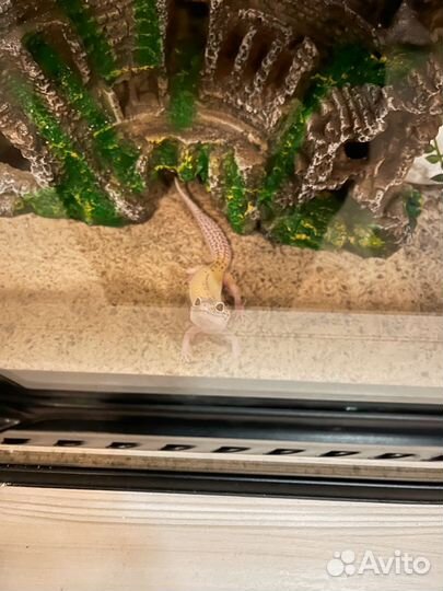 Эублефар самец