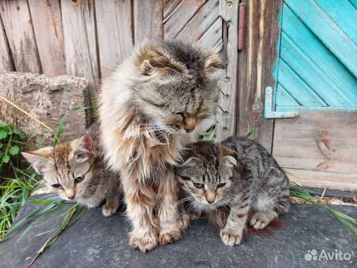 Котята в добрые руки