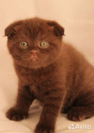 Шотландские вислоухие котята