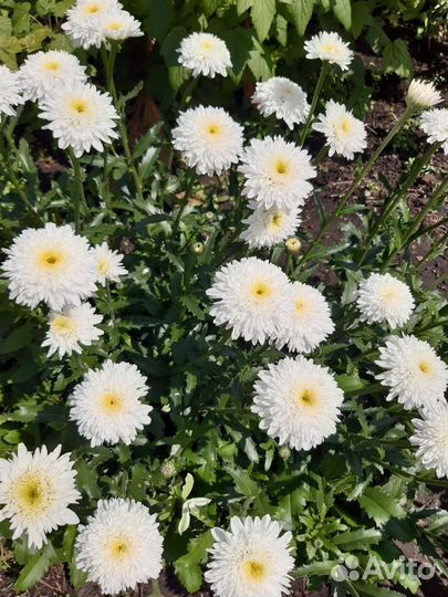 Ромашка Фиона