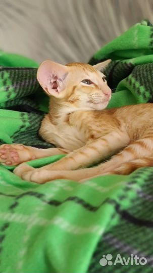 Орентальные котики