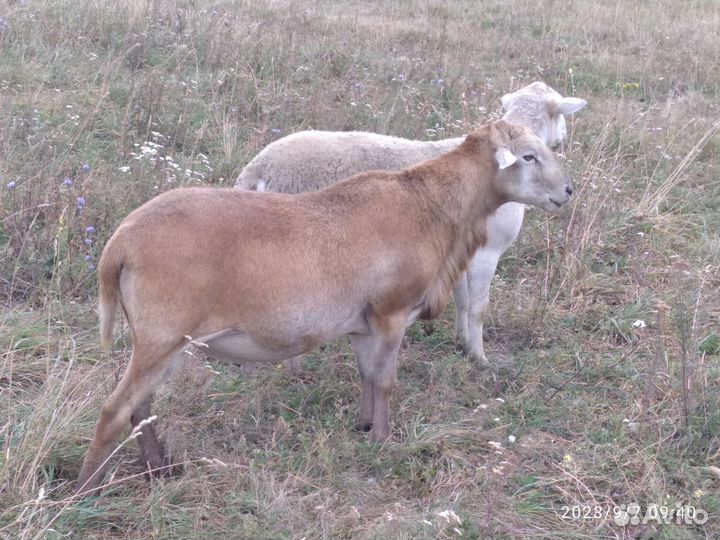 Катумские бараны