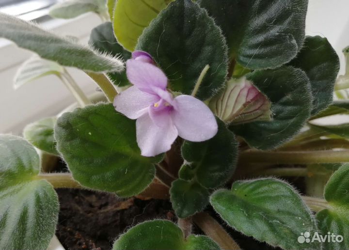 Фиалки цветущие в горшках